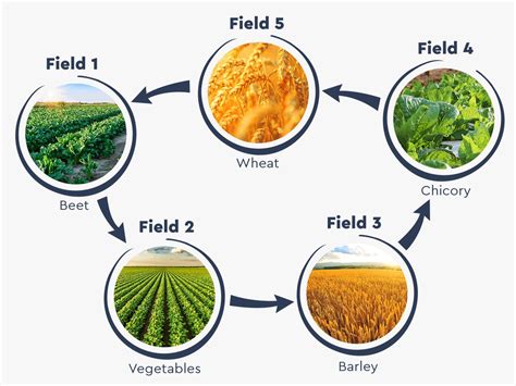  Arid Lands Agriculture: Exploring Water Management Strategies for Sustainable Crop Production!