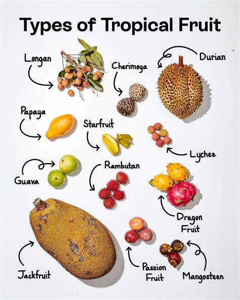  A Guide to Tropical Fruits: A Juicy Exploration for Green Thumb Enthusiasts