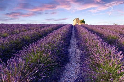   A Year in Provence: Where the Scent of Lavender Meets the Essence of French Life