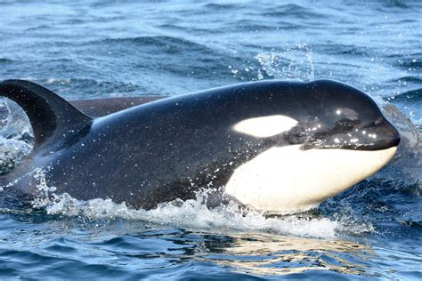 How Fast Can Killer Whales Swim: And Why Do They Sometimes Wear Sunglasses?