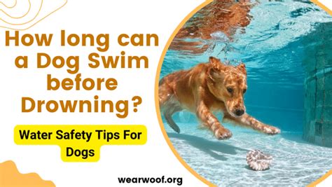 How Long Can a Dog Swim Before Drowning: And Why Do Fish Prefer Jazz Over Rock?