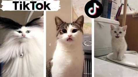 What AI Voice Is Everyone Using on TikTok and Why Do Cats Suddenly Love Jazz?